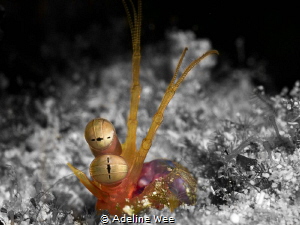 A mantis shrimp peeping out of its hiding place before ma... by Adeline Wee 